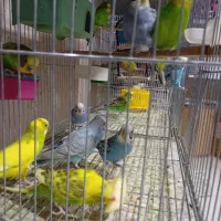 عروس هلندی قناری و..|پرنده|خرم‌آباد, |دیوار