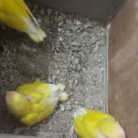 طوطی برزیلی