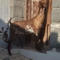 بره قوچ نره بز نقشی بز شیر مخصوص درخونه|حیوانات مزرعه|بندرعباس, |دیوار