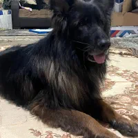 ژرمن.روتوایلر.پیکینیز.تریل.کشش