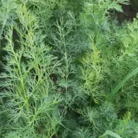 سبزی خورشتی رامهرمز|خوردنی و آشامیدنی|اهواز, ۳۰ متری|دیوار