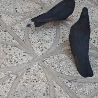 کبوتر ذاغ آبادانی