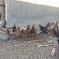 مرغ وخروس روستایی جوان|حیوانات مزرعه|مرند, |دیوار