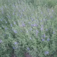 بادرشمی پر عطر