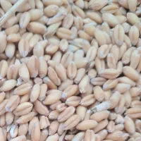 گندم حدود300کیلو