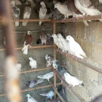 ۵۰طوق کبوتر یا کفتر یکجایی گنجه بر|پرنده|تهران, خلیج فارس|دیوار