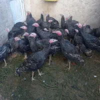 آماده پروار شدن