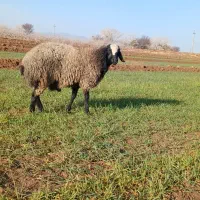 قوچ شال اصیل