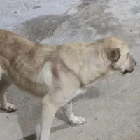 سگ گله|سگ|گرمخان, |دیوار