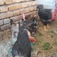 جوجه|حیوانات مزرعه|شیراز, تندگویان|دیوار