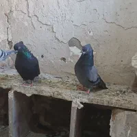کفتر