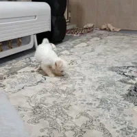 سگ باهوش نژاد شیتزو|سگ|اردبیل, |دیوار