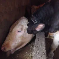 گاونرگوشتی سیمنتال