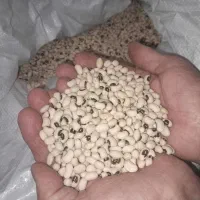 بزر مادر لوبیا چشم بلبلی بومی برتش