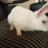 خرگوش زیبا سفید خانگی|موش و خرگوش|تهران, افسریه شمالی|دیوار