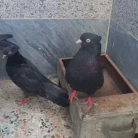 ۳عددآبادانی ۱نرو۲ماده|پرنده|اهواز, پردیس|دیوار