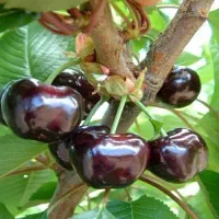 نهال تضمینی گیلاس تکدانه مناسب باغ و باغچه|خدمات باغبانی و درختکاری|انزل, |دیوار