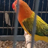 طوطی برزیلی به شرط مولد