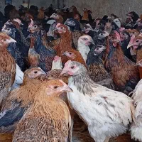 جوجه|حیوانات مزرعه|مشهد, موسوی قوچانی|دیوار