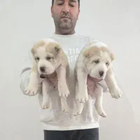 توله الابای|سگ|جوادآباد, |دیوار