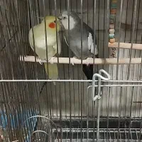 عروس هلندی مولد|پرنده|کهریزک, |دیوار