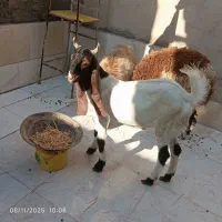 سلام یک نر|حیوانات مزرعه|باوی, |دیوار