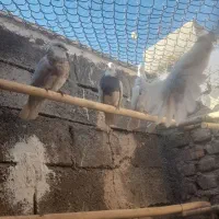 طوق|پرنده|فردوس (خراسان), |دیوار