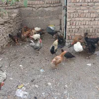 خروس و مرغ|حیوانات مزرعه|شبستر, |دیوار