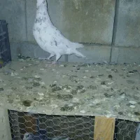 کبوتر|پرنده|لار, |دیوار