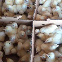 جوجه گوشتی کاپ راس ارین