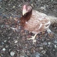 مرغ لاری|حیوانات مزرعه|رشت, فلسطین|دیوار