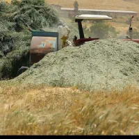 علف و یونجه منطقه سرشیو