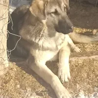 واگذاری توله|سگ|سلماس, |دیوار