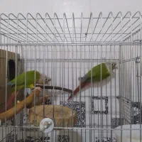 طوطی گرینچیک|پرنده|اهواز, دانشگاه چمران|دیوار