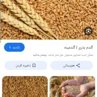 گندم بذری  افتاب وکوهدشت واذر