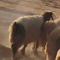 فروش چهل راس میش و شیک و‌کاوه لری وترکی