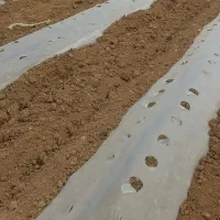 فروش 250 کیلو لوبیا بذری خوب