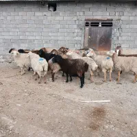 63000000|حیوانات مزرعه|آشخانه, |دیوار