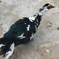 اردک اسراییلی