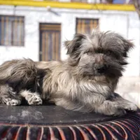 واگذاری رایگان