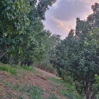 باغ گلابی و شلیل شمس|فروش دفتر صنعتی، کشاورزی، تجاری|کرج, فاز ۴ مهرشهر|دیوار