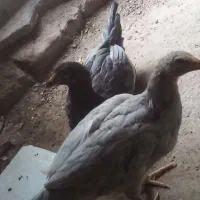 عروسک