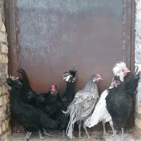 خروس|حیوانات مزرعه|انار, |دیوار