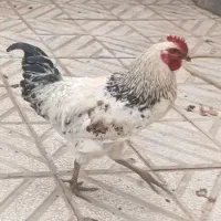یک عدد خروس محلی جوان