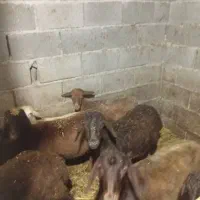بره