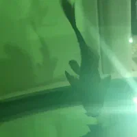 ماهی سورم وکت چوبی و لجن خوار|ماهی|اردبیل, |دیوار