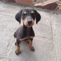 واگذاری دوبرمن مشکی ماده