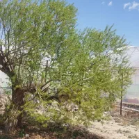 فروش-گلخانه-درشهر-زاویه