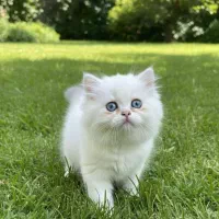 زیباترین و اصیل ترین گربه ها و باشجره|گربه|شیراز, نیایش|دیوار