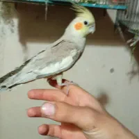 دوعدد عروس دست آموز ماده